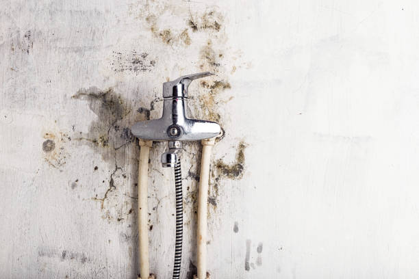 Best Office Mold Removal Services  in Panther Valley, NJ