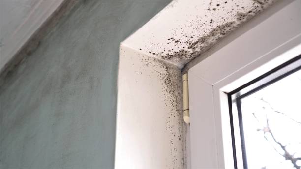 Best Best Mold Removal Companies  in Panther Valley, NJ