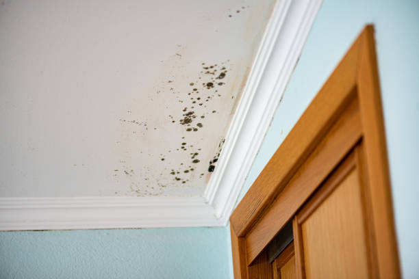 Best Certified Mold Removal  in Panther Valley, NJ