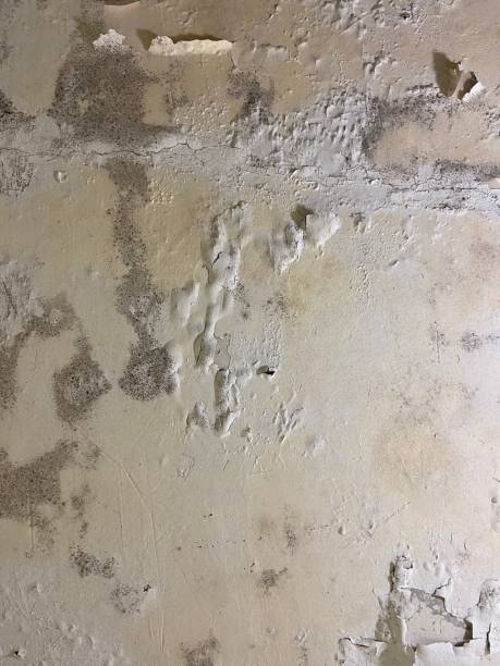 Best Mold Cleaning Services  in Panther Valley, NJ