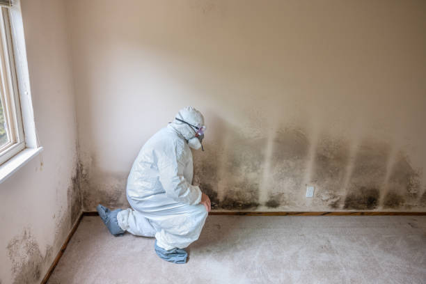 Best Residential Mold Removal  in Panther Valley, NJ