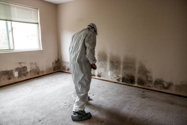 Best Affordable Mold Removal  in Panther Valley, NJ