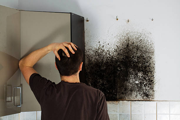 Panther Valley, NJ Mold Removal Company