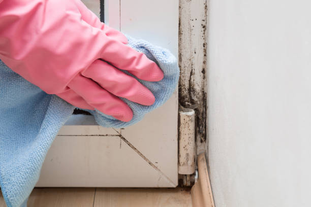 Office Mold Removal Services in Panther Valley, NJ