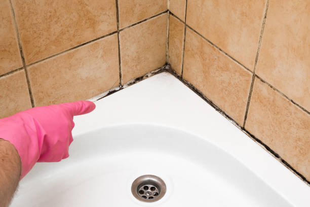 Best Mold Damage Repair  in Panther Valley, NJ