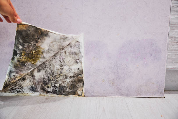 Best Professional Mold Removal  in Panther Valley, NJ